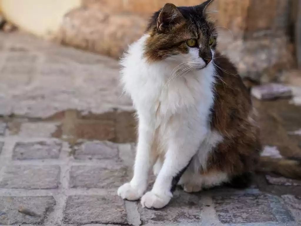 Chania, Kreta, Grecja