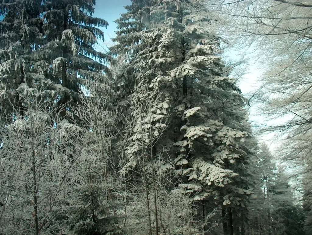 zima w Beskidzie Śląskim