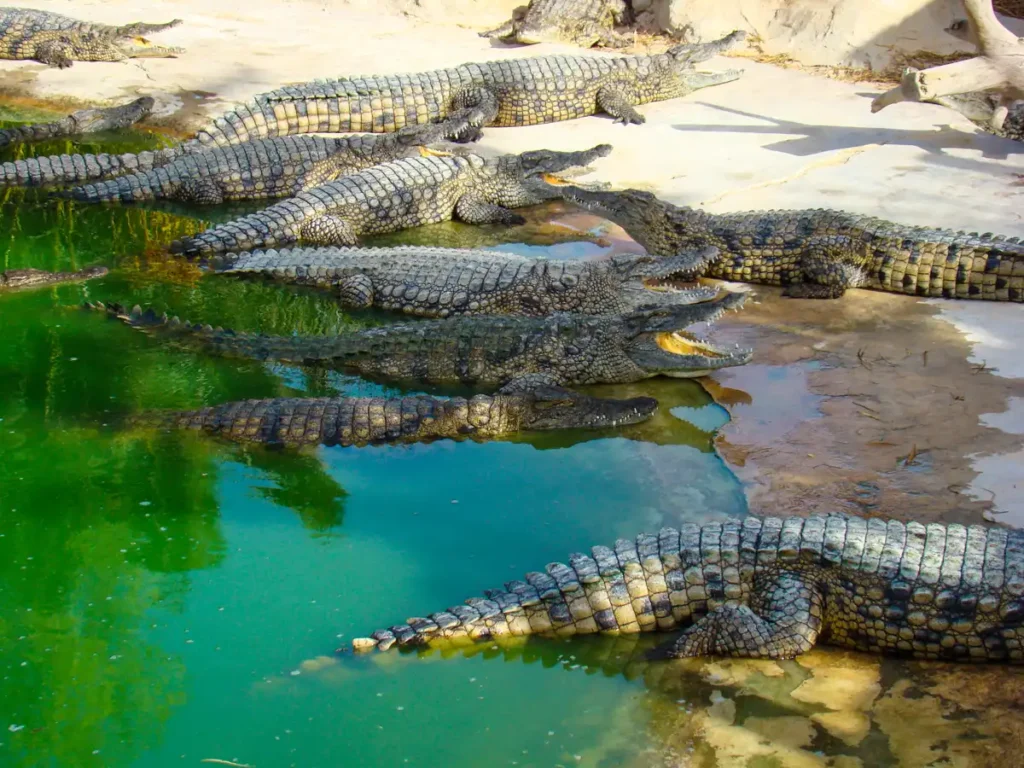 głodne krokodyle