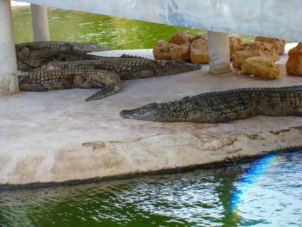 odpoczywające krokodyle