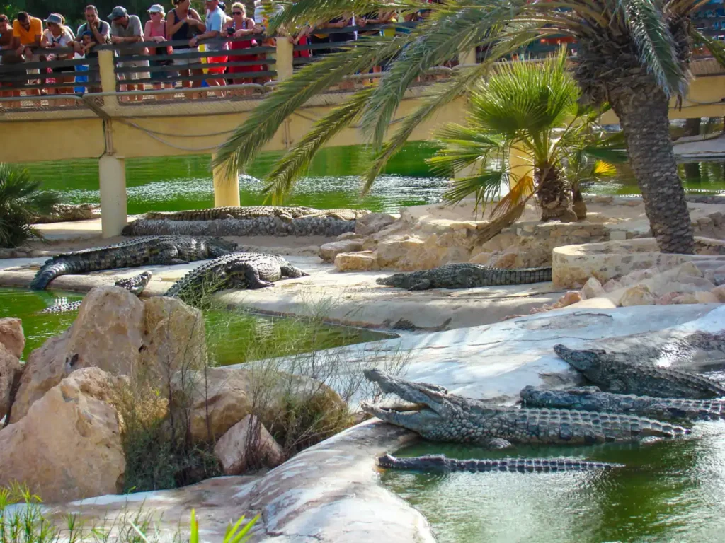 Crocodile parc djerba w Tunezji
