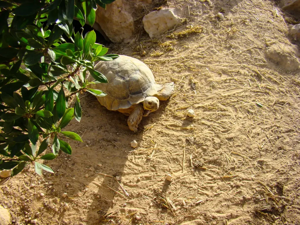 żółw pustynny