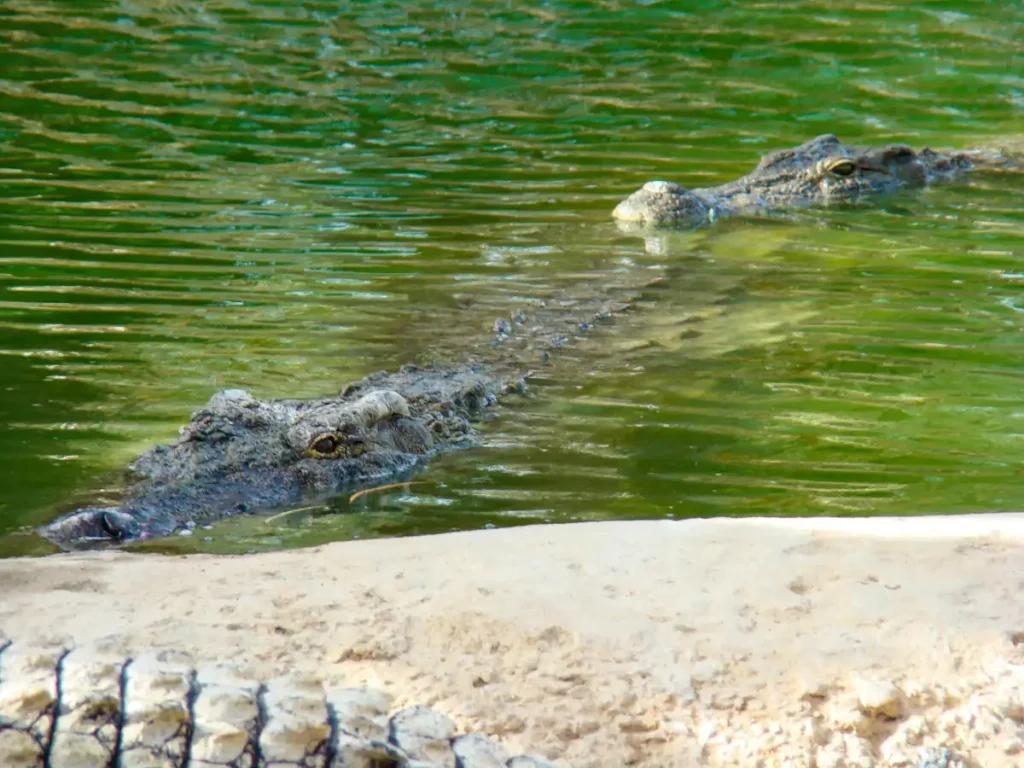 Krokodyle na djerbie