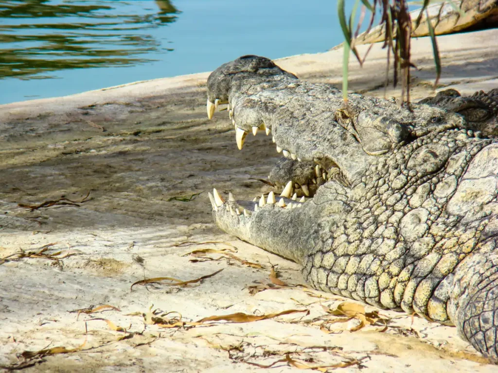 głodny krokodyl