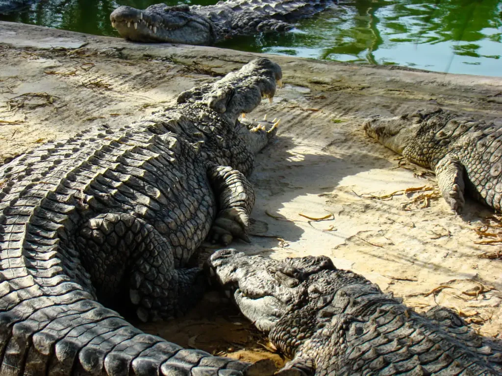 olbrzymi krokodyl