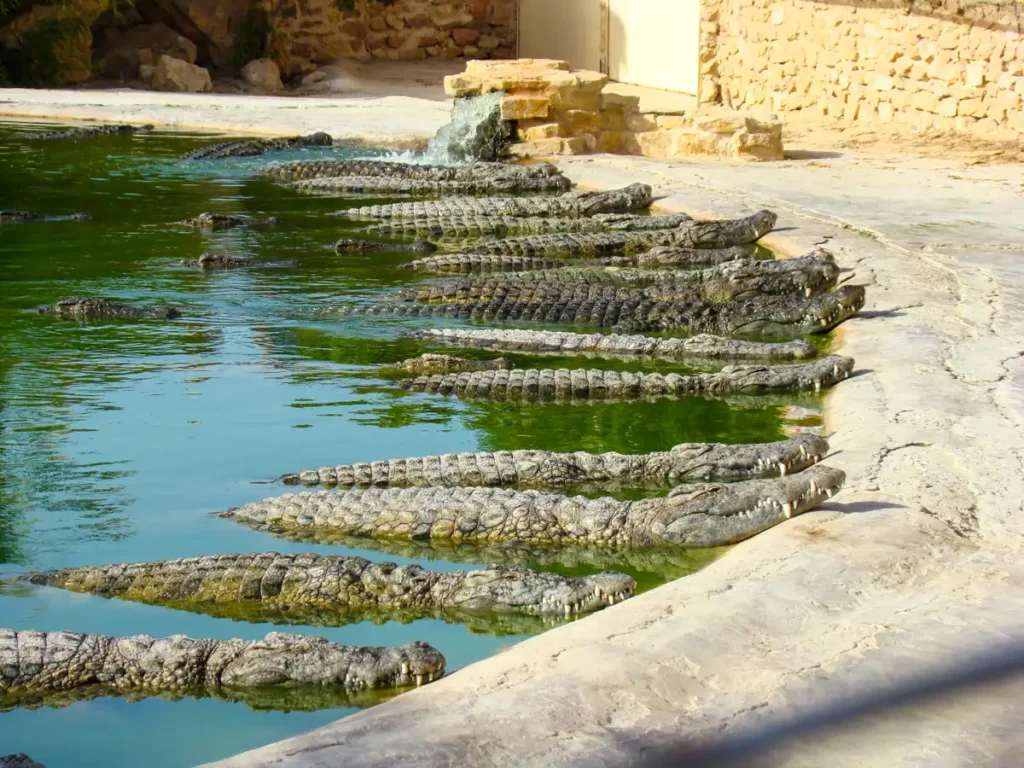 wygrzewające się krokodyle