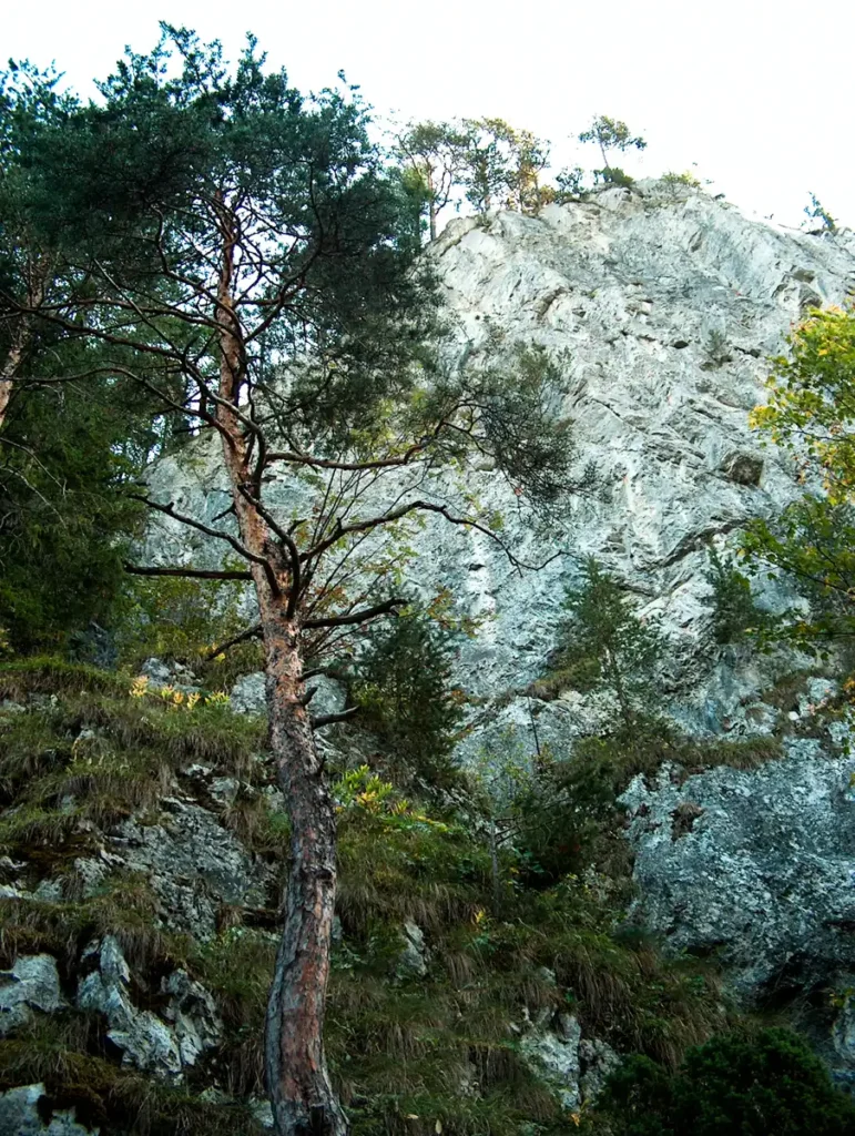 Demianowska Jaskinia Lodowa drzewa