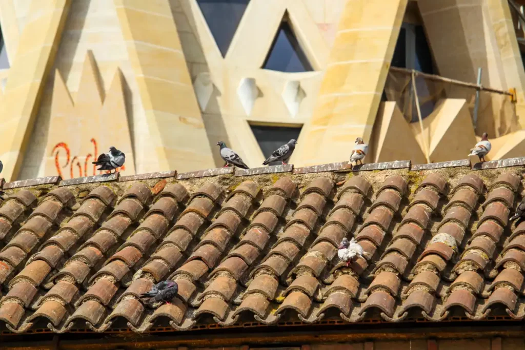 Sagrada Família golebie