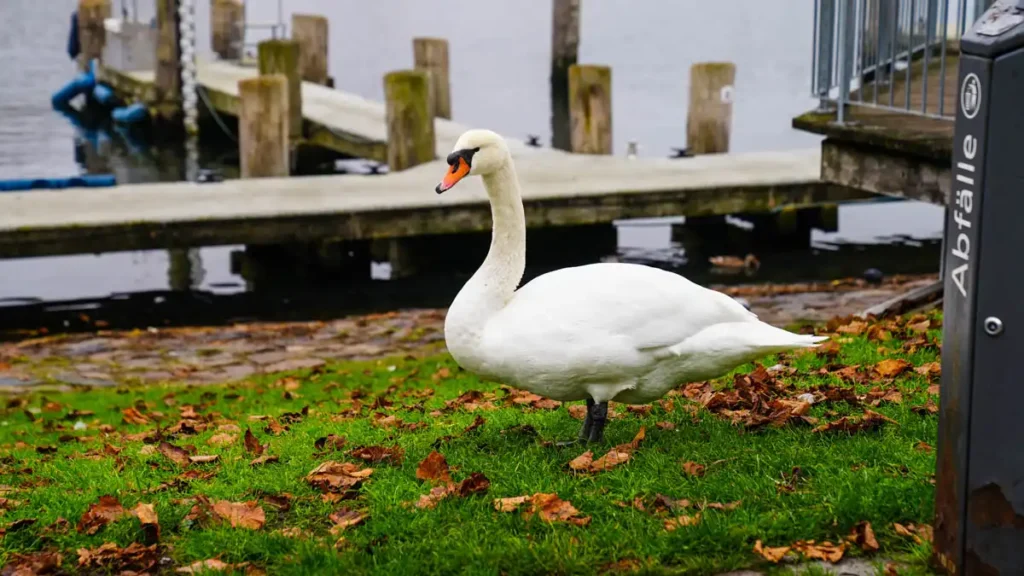 Labedz niemy, Cygnus Olor